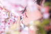 erokochiba Altpins Profile Picture