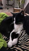 rott3nbambi Altpins Profile Picture