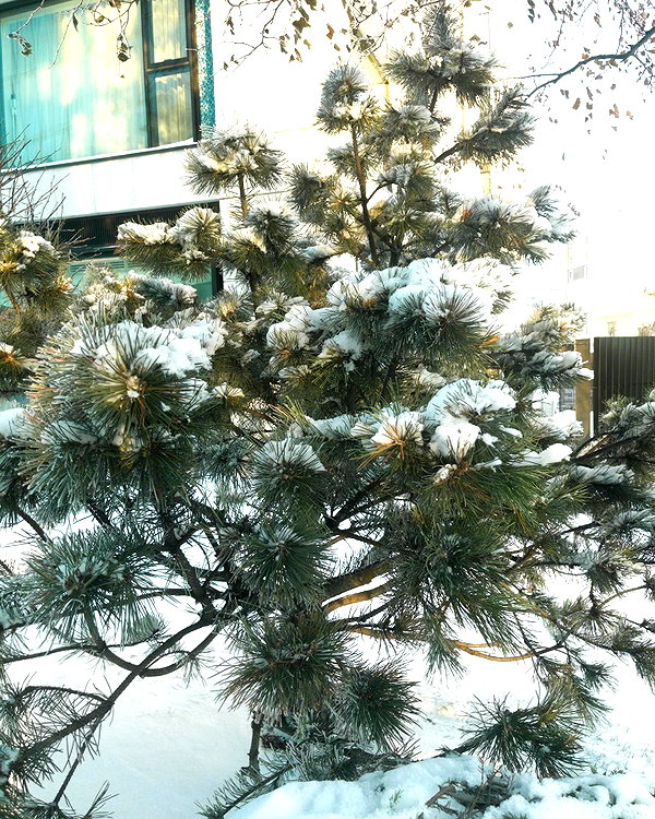 eva.mosevichhh instagram image archive image