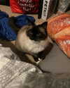jahia_brown Altpins Profile Picture