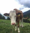 rott3nbambi Altpins Profile Picture