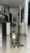 darkstar_mia Altpins Profile Picture