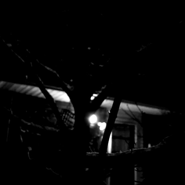 amanitalis instagram image archive image