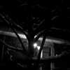 amanitalis Altpins Profile Picture