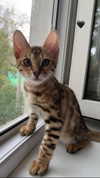 sabiyo Altpins Profile Picture