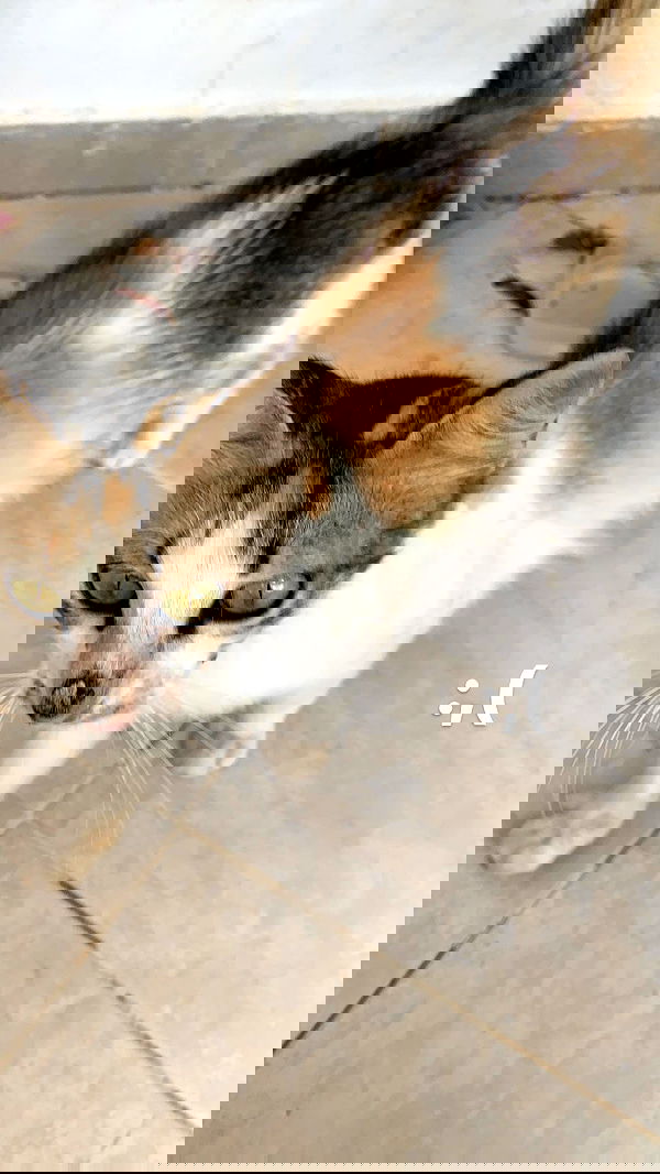 edentziru edentziru archive image