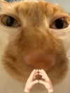 milkibunshehe Altpins Profile Picture