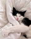 sophiecharlotth Altpins Profile Picture