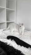 annaemiliaz Altpins Profile Picture