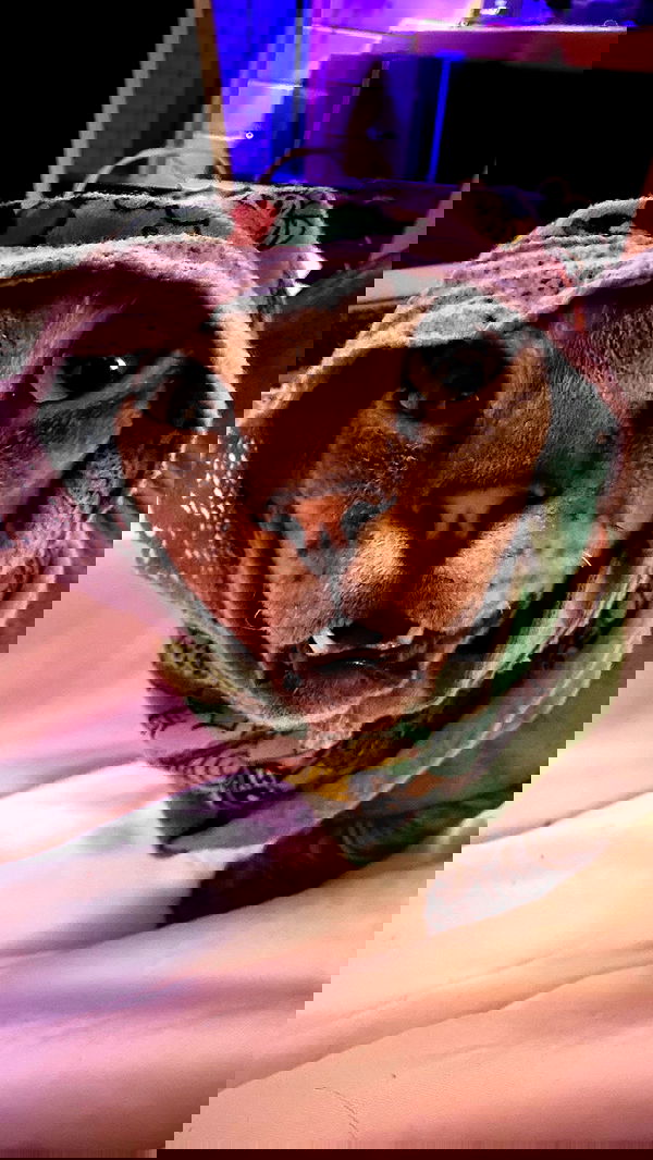 zommmbri zommmbri archive image