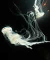 _urbaneva Altpins Profile Picture