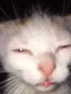 nyxaainaaa_ Altpins Profile Picture
