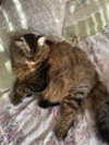 teakitten_ Altpins Profile Picture