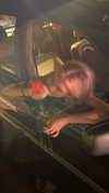 suzynorthway Altpins Profile Picture