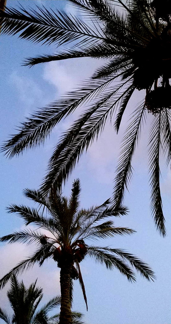 nikolpeleg instagram image archive image