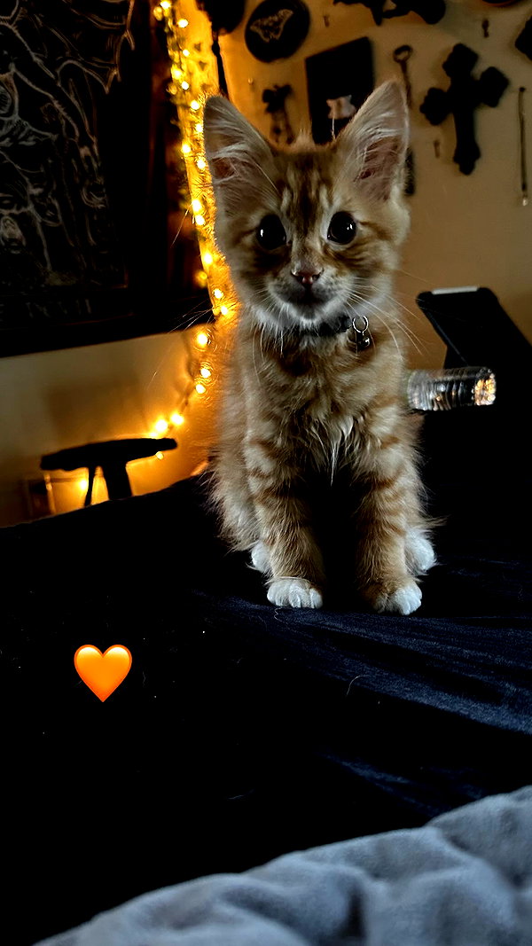 m0rguekittyy instagram image archive image