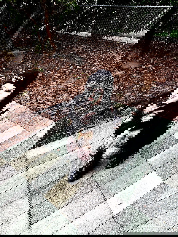 iamm3dusa image ~ Altpins