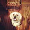 alexandradaddario Altpins Profile Picture