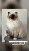 kasumi_sen Altpins Profile Picture