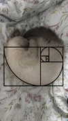 b.zohar Altpins Profile Picture