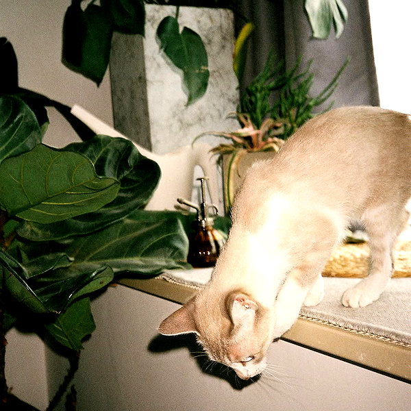 bad.toy instagram image archive image