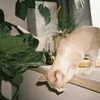 bad.toy Altpins Profile Picture