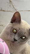 avestanova Altpins Profile Picture