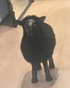 ellianawalmsley Altpins Profile Picture