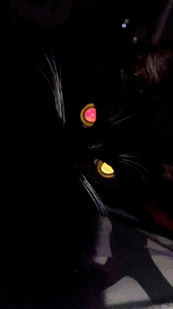 vampiryska vampiryska archive image