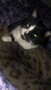 rott3nbambi Altpins Profile Picture