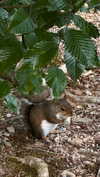 roni_ackerman Altpins Profile Picture