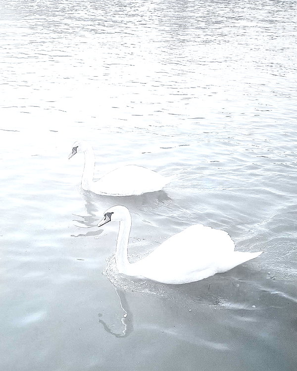 Archived image from @ssarnvd on Instagram