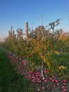 tatumchurch Altpins Profile Picture