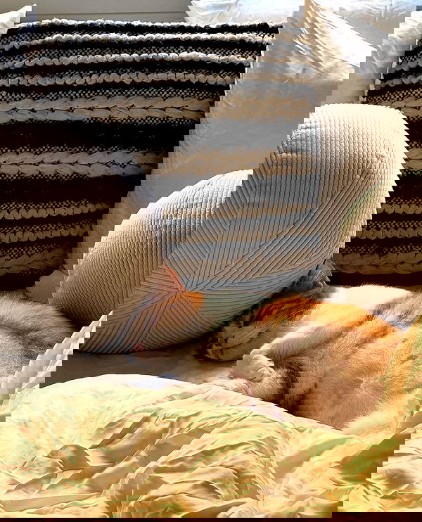 iambohema.v2 iambohema.v2 archive image