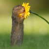 rouxroux.tv Altpins Profile Picture