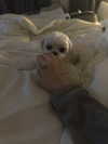 allissashin Altpins Profile Picture
