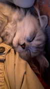 f4iryybl00d Altpins Profile Picture