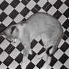 bad.toy Altpins Profile Picture