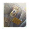 sashapieterse Altpins Profile Picture