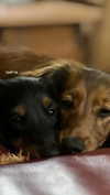 libby_reut Altpins Profile Picture