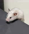 katrina.zaiceva Altpins Profile Picture