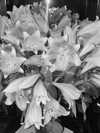 edvarda_ Altpins Profile Picture