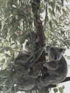 livindeadyaz Altpins Profile Picture