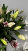 vvelum_ Altpins Profile Picture