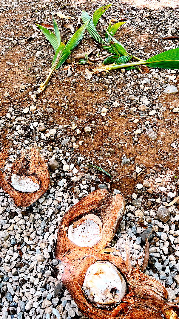 pia__kim archive image
