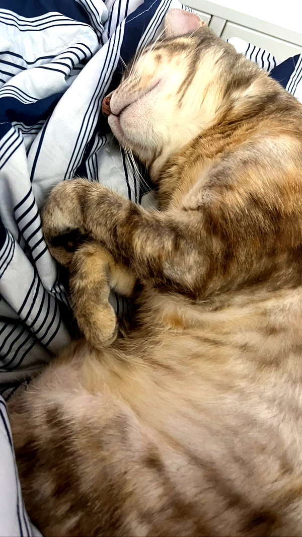 Archived image from @notchicore on Instagram