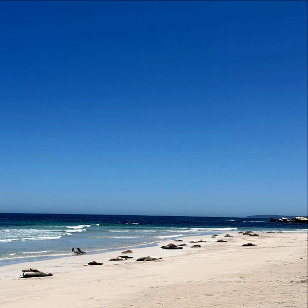 maori_cohen instagram image archive image