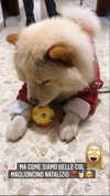 roxiechelon2 Altpins Profile Picture