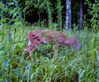 bugz4brainz Altpins Profile Picture
