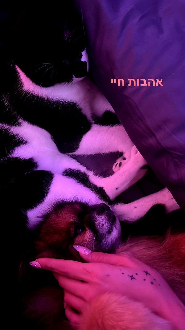 _batzir_haanavim _batzir_haanavim archive image